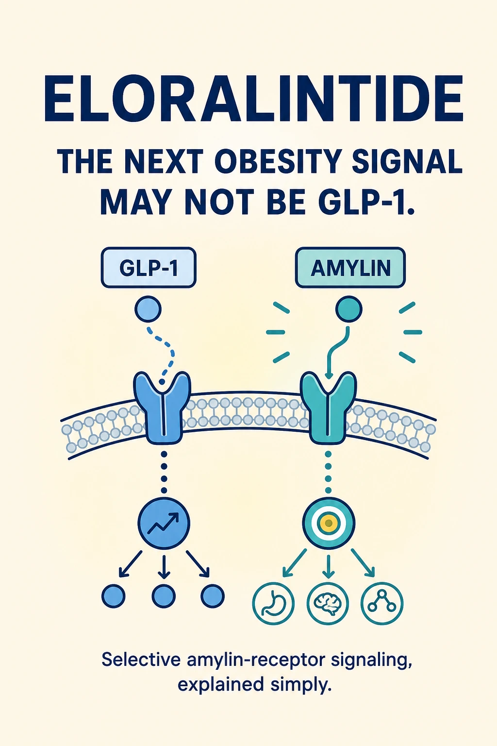 GLP-1 and amylin receptors shown side by side in the Eloralintide visual explainer cover.